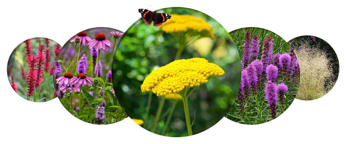 Butterflies love these brightly coloured flowers