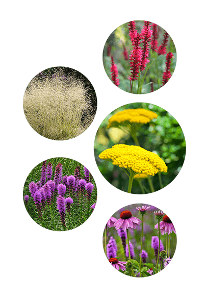 Butterflies love these brightly coloured flowers