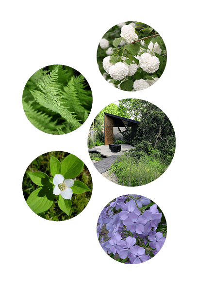 by Charlotte Harris from RHS Chelsea Flower Show 2017