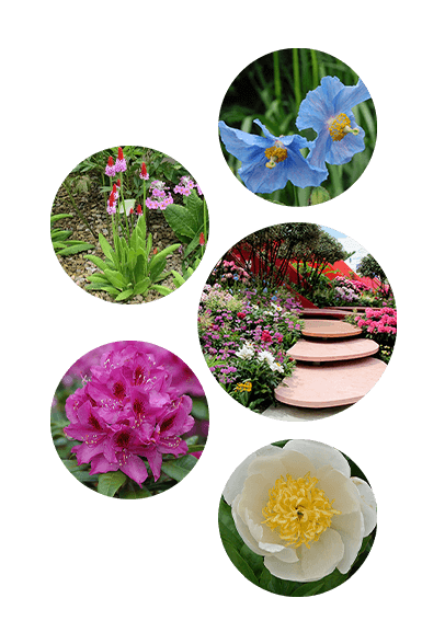 by Laurie Chetwood and Patrick Collins from Chelsea Flower Show 2017